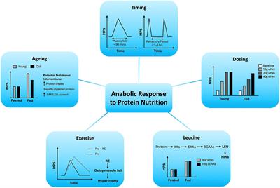 Critical variables regulating age-related anabolic responses to protein nutrition in skeletal muscle